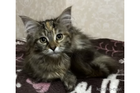 成約済の愛知県のメインクーン-73825の1枚目